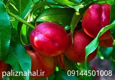 خرید نهال های لیبل دار پالیز با قیمت ۲۸هزارتومان (فروش آخر فصل)