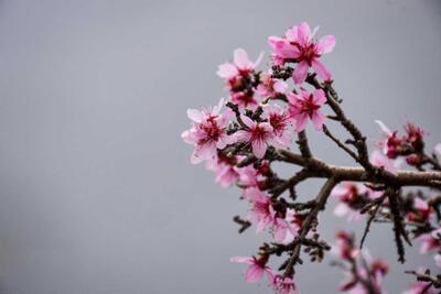 شکوفه‌های درخت اَرژن | تصاویر