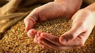 قیمت واقعی گندم چقدر است؟ - مردم سالاری آنلاین