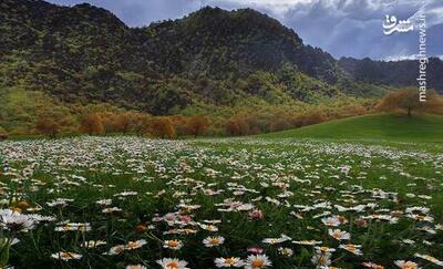 طبیعت شگفت‌انگیز مخمل‌کوه در استان لرستان+ عکس