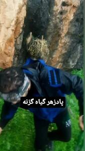 فیلم / گیاه گزنه و هم‌زیستی آن با پادزهر طبیعی