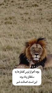 فیلم لحظه حساس پناه گرفتن بچه آهو از ترس کفتارها به شیر نر