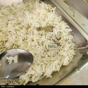 مارمولک در غذای سلف دانشجویی کاشان