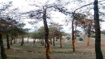 رنجش گردشگران از حال ناخوش درختان در بوستان جنگلی چیتگر + عکس