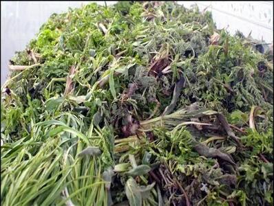 در مصرف گیاهان بهاری احتیاط کنید