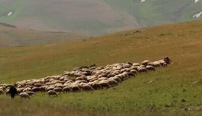 سال بی‌باران خراسان شمالی؛ دامداران زود به مراتع نروند