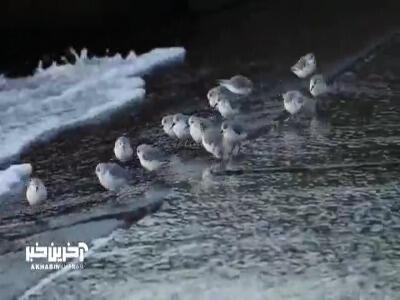 بازی کردنِ پرندگان با امواج دریا در ساحل