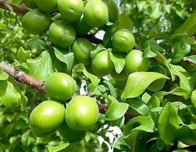 آغاز برداشت گوجه‌سبز در سرپل ذهاب