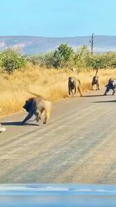 لحظه باورنکردنی حمله گروهی بابون‌ها به یک پلنگ حین تلاش برای شکار!