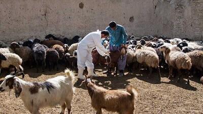 ارائه خدمات دامپزشکی لرستان به ۱۲ روستای منطقه «چمشک»