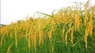 توزیع ۸۰۰تن بذر گواهی شده برنج در گیلان