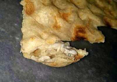 فیلک کشف مارمولک داخل نان سنگک