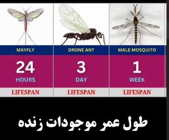 طول عمر موجودات زنده