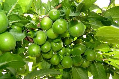 گوجه سبز ۳ میلیون تومان ناقابل! +عکس