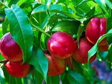 هسته این میوه سمی است!