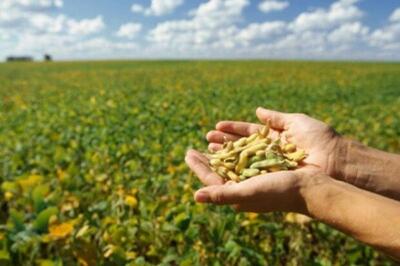 ۲۰۰ میلیارد تومان یارانه به سویاکاران گلستانی اختصاص یافت- ایونا نیوز