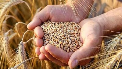 جزئیات خرید تضمینی گندم ؛ قیمت گندم معمولی و دوروم چند؟
