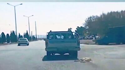 جزییات انتشار فیلم حیوان‌آزاری در سمنان