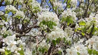 فیلمی از نخستین باغ مکانیزه روستای تکه نهاوند