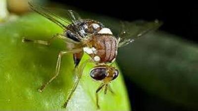 خطر طغیان مگس مدیترانه‌ای در مازندران