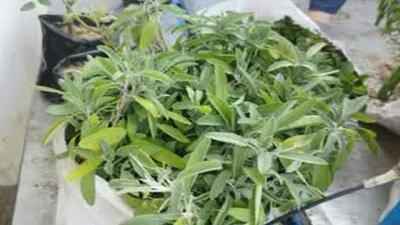 توسعه کشت گیاهان دارویی در سوادکوه