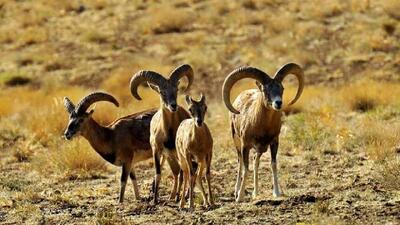 هشدار محیط زیست لرستان همزمان با آغاز فصل زادآوری حیات وحش