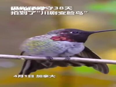 ۳۸ روز صبر عکاسان برای «استاد تغییر چهره»