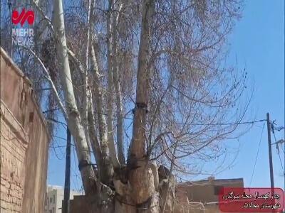 تصاویری از ۲ درخت چنار کهنسال شهرستان محلات