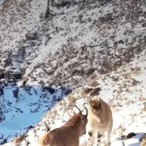 تصاویر دیدنی از نبرد دو بز کوهی در حیات وحش روسیه