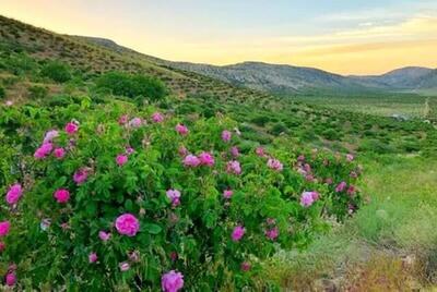 دهقان پور: پیش‌بینی تولید ۲۰ هزار تن گل محمدی در فارس