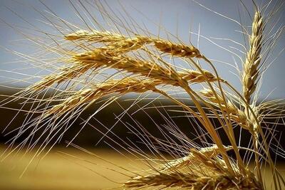 قیمت جدید خرید تضمینی گندم چه زمانی تعیین می‌شود؟