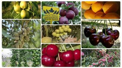 آخرین فرصت خرید نهال میوه با چک ۵ ماهه از بزرگترین تولید کننده نهال در ایران