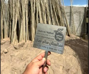 خرید نهال صنوبر دسته بیل و کلنگ با ارتفاع 8 متری فقط با قیمت 75 هزارتومان در سالم نهال