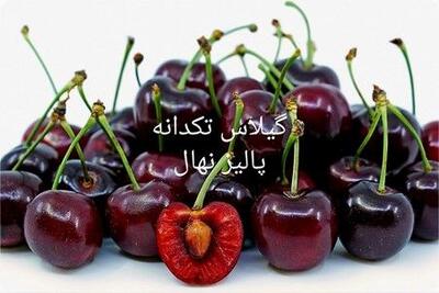 فقط چند روز باقی مانده؛ خرید نهال های پربار و تضمینی پالیز با۵۰٪تخفیف