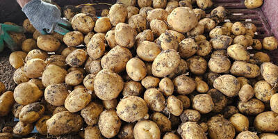 قیمت سیب زمینی و سبزیجات در میادین میوه و تره بار + جدول