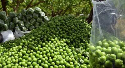 قاچاق گوجه‌سبز و چغاله‌بادام نوبر با قیمت میلیونی از ترکیه به ایران!