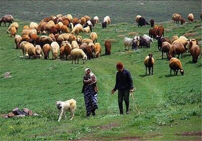 تولید گیاهان دارویی، گردشگری، افزایش گوشت قرمز  برنامه عشایر همدان برای تحقق شعار سال