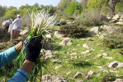 برداشت بی‌رویه، بقای گیاهان دارویی ایلام را تهدید می‌کند