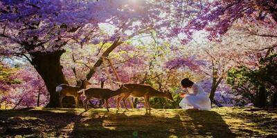 شهر نارا ژاپن و جاهای دیدنی آن ( معروف به سرزمین گوزن ژاپن)! ۲۳ فروردین ۱۴۰۴