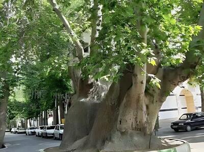 ۲ درخت چنار کهنسال شهرستان محلات که ثبت ملی شدند