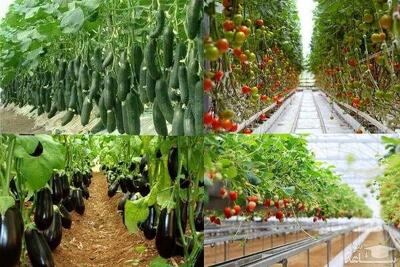 توسعه گلخانه‌ها در کهگیلویه و بویراحمد؛افزایش بهره وری و اشتغالزایی