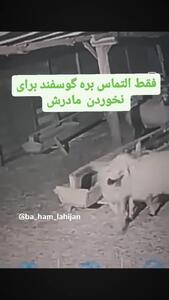 فیلم لحظه تلاش بره برای نجات مادرش از دست گرگ