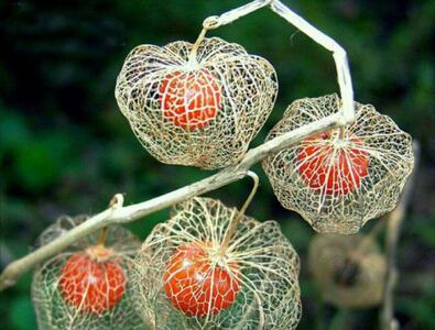گیاه فانوس چینی؛ نمادی از حیات پس از مرگ - سبک ایده آل