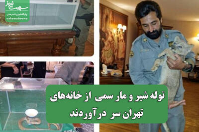 توله شیر و مار سمی  از خانه‌های تهران سر  درآوردند