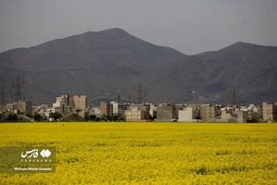 خرید تضمینی کلزا آغاز شد