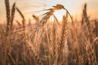 قیمت جدید خرید تضمینی گندم چه زمانی تعیین می‌شود؟