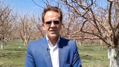 شروع مرحله اول سمپاشی باغات سیب هشترود بر علیه بیماری لکه سیاه سیب