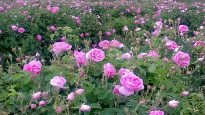 از تولید گل محمدی تا صادرات گلاب؛ بیشترین سطح زیر کشت گل محمدی کشور در فارس قرار دارد