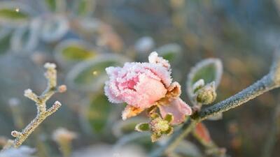 ثبت دمای منفی سه درجه/ کردستان یخ بست