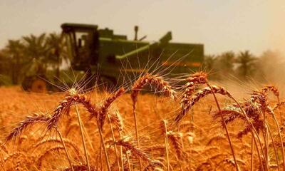 خبر مهم وزیر برای گندمکاران/ قیمت گندم تغییر می‌کند؟